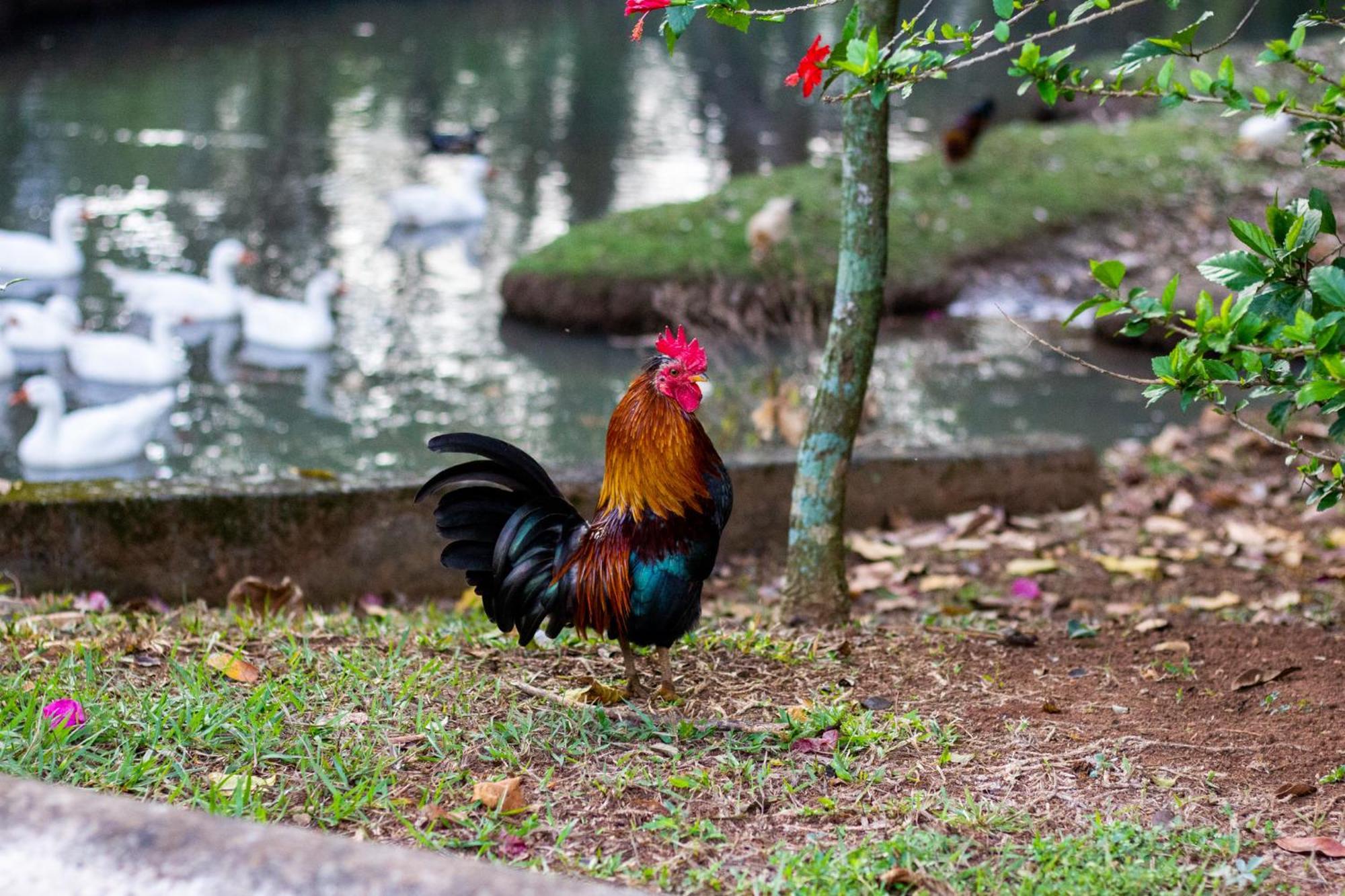 Polo Hotel Fazenda Indaiatuba Bagian luar foto